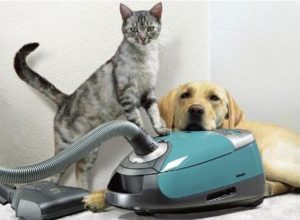 dog and cat with vacuum